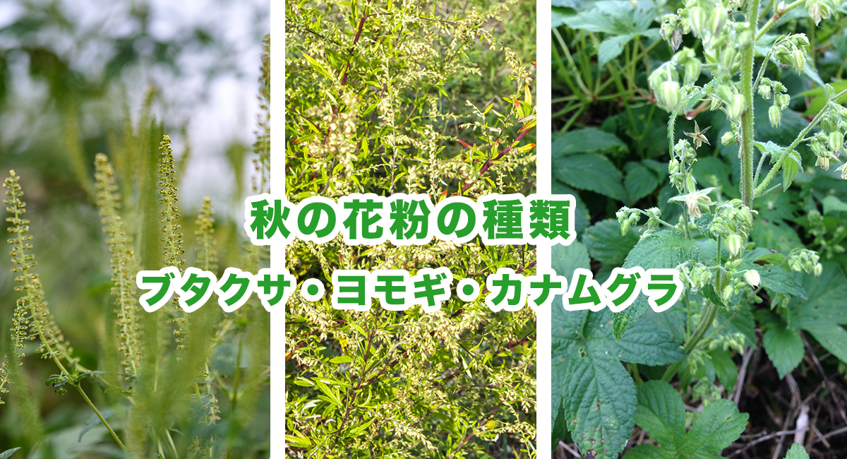 ブタクサ、ヨモギ、カナムグラの画像
